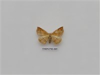 藏品(尺蛾247)的圖片